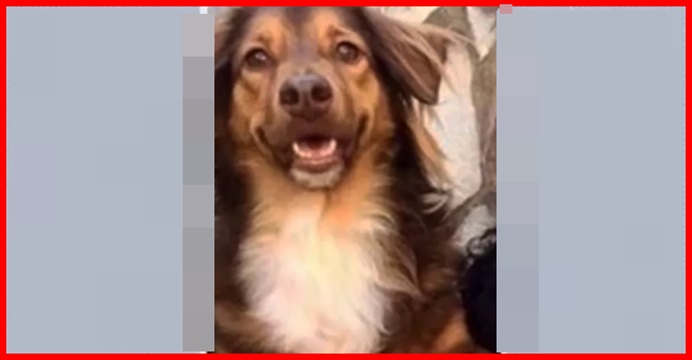 ‘Poderia ter sido eu’, diz dona de cão que morreu após ataque de pitbulls na BA