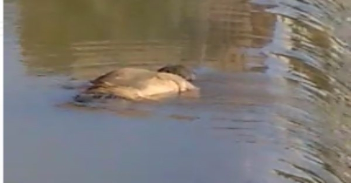 Veja vídeo: Corpo é encontrado boiando em rio