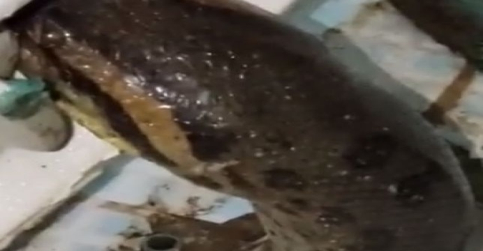 SÓ VENDO PARA CRER! Você vai ficar de boca aberta – e preocupado – quando descobrir onde esta sucuri de 5 metros foi encontrada. VEJA VÍDEO