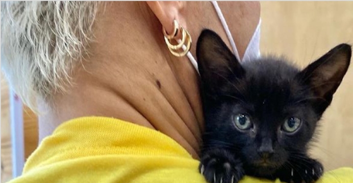 Evento vai reunir mais de 300 gatinhos desabrigados da colônia de Piatã para adoção