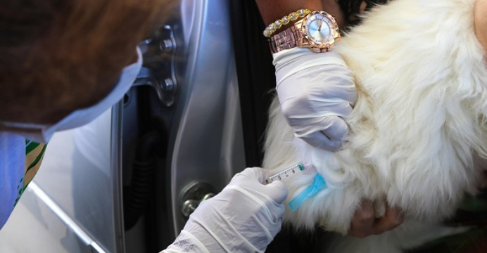 Campanha de vacinação antirrábica começa na sexta-feira (20)