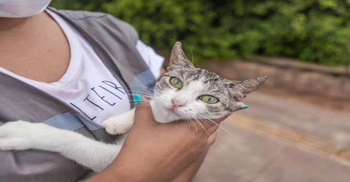 Lei que obriga motorista a prestar socorro a animal atropelado é sancionada