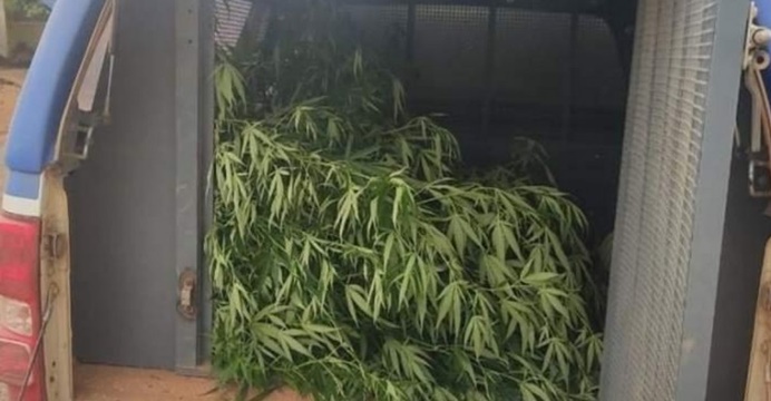 EMPREENDEDORISMO? Barbeiro é preso por plantar e vender maconha em seu estabelecimento