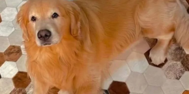 Gol suspende transporte de pets após incidente com Golden Retriever