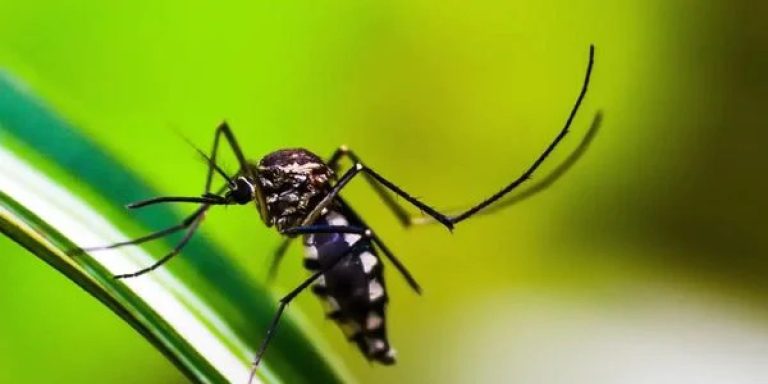 Vice-prefeita anuncia o fim da epidemia de dengue em Salvador
