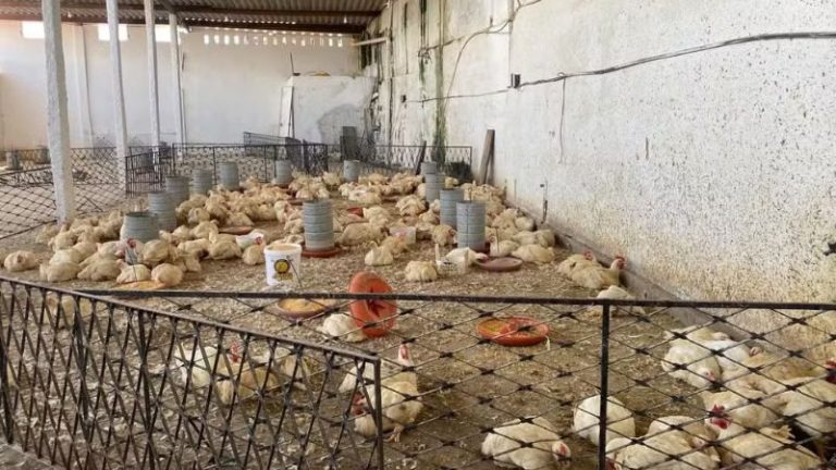 Empresário é preso suspeito de sonegar valor milionário em vendas de frangos