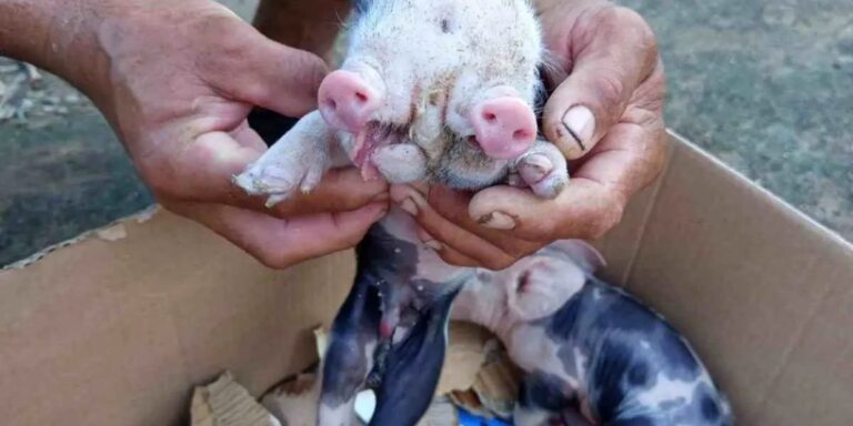 Caso raro: Porco nasce com duas bocas em Feira de Santana