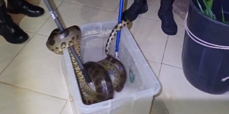 Sucuri de 2 metros é capturada em área residencial na RMS; veja