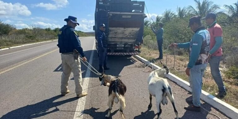 Polícia Rodoviária Federal retira mais de 60 animais de rodovias em Paulo Afonso