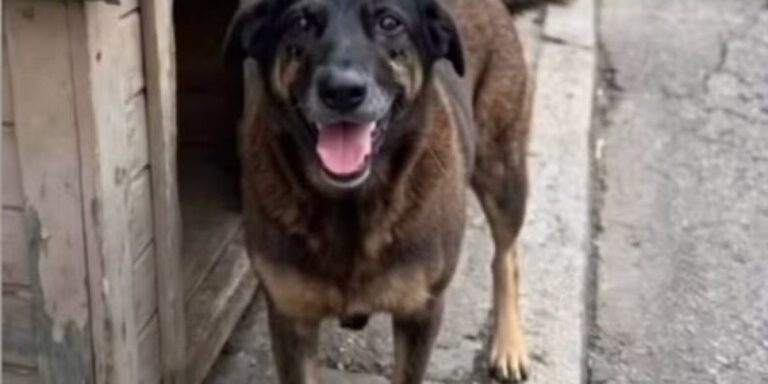 Polícia indicia envolvidos por tentativa de coagir testemunhas sobre morte do cão Orelha