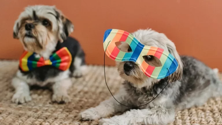 Risco! Se o seu pet for desse jeito, não leve-o a um bloco de Carnaval