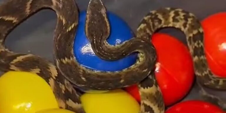 Jararaca é encontrada em piscina de bolinhas em SP