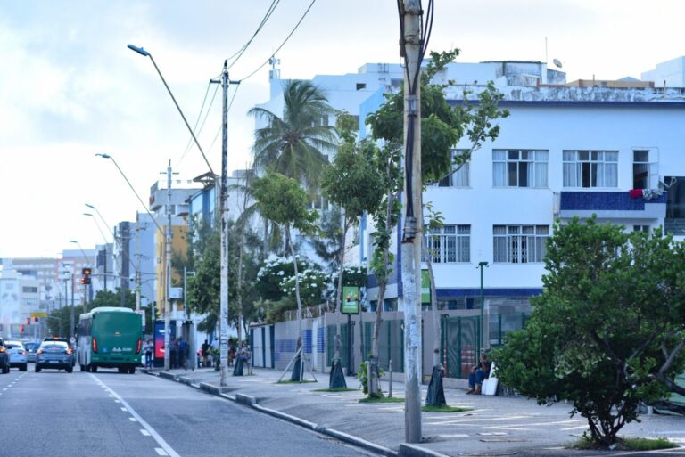 Prefeitura destaca desafio técnico e ambiental do plantio de árvores adultas no Corredor Verde da Av. Manoel Dias