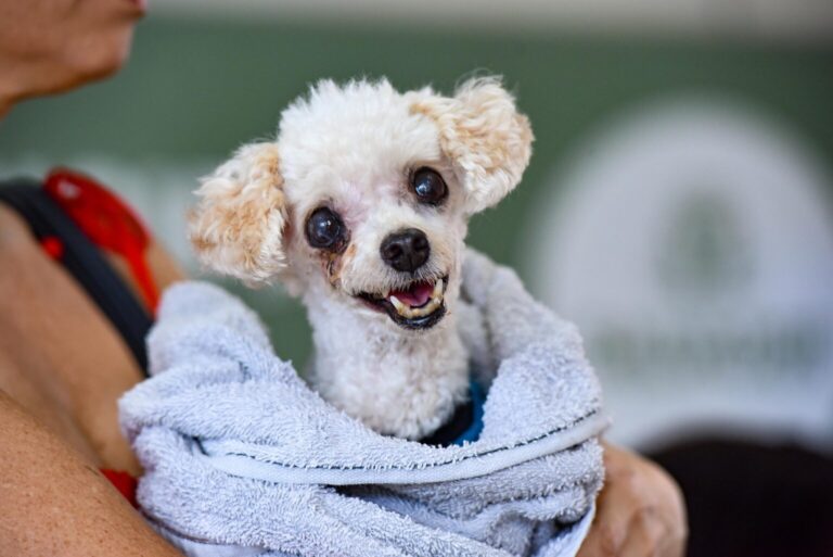 Hospital Público Veterinário de Salvador reforça que abandono de animais é crime
